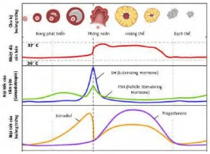 Biến động hormone