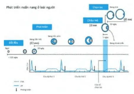 Chu kỳ nối tiếp