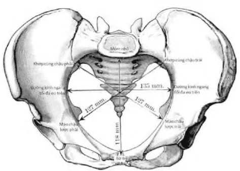 Các đường kính eo trên