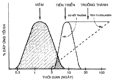 Các giai đoạn của sự lành thương