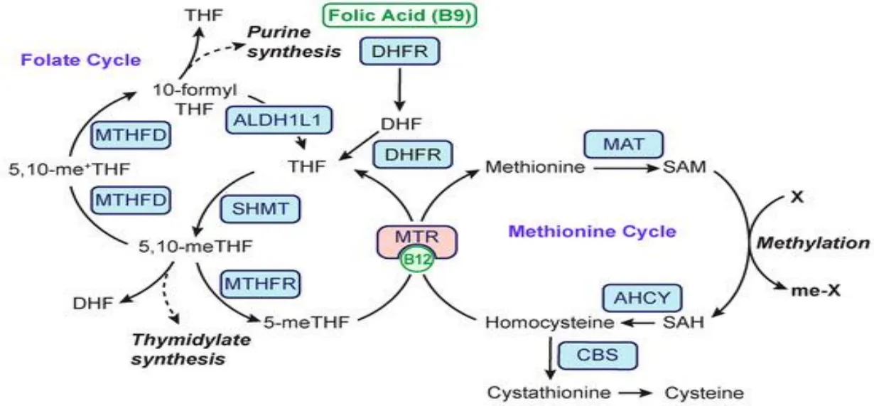 Chu trình folate và chu trình methionine