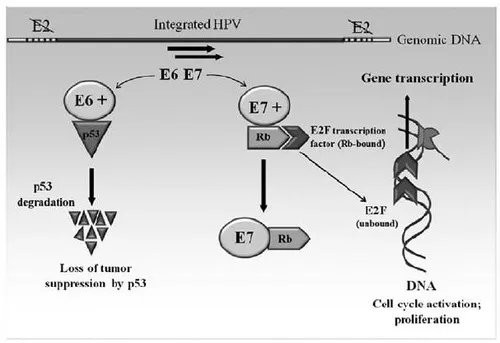Cơ chế hình thành tế bào bất tử khi nhiễm HPV