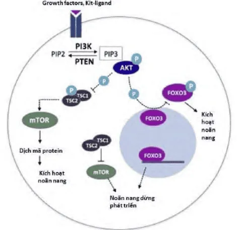 Con đường PTEN/PI3K/AKT