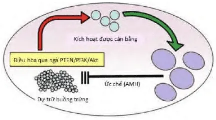 Điều hòa chiêu mộ noãn nang