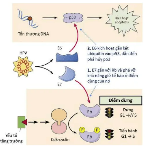 E6 và E7 trong cơ chế sinh ung thư của HPV type 16