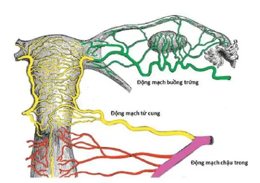 Giải phẫu mạch máu tử cung buồng trứng