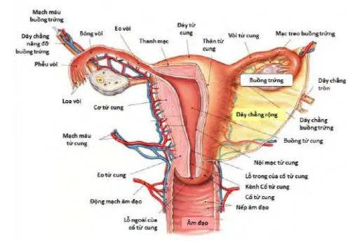 Giải phẫu tử cung - buồng trứng