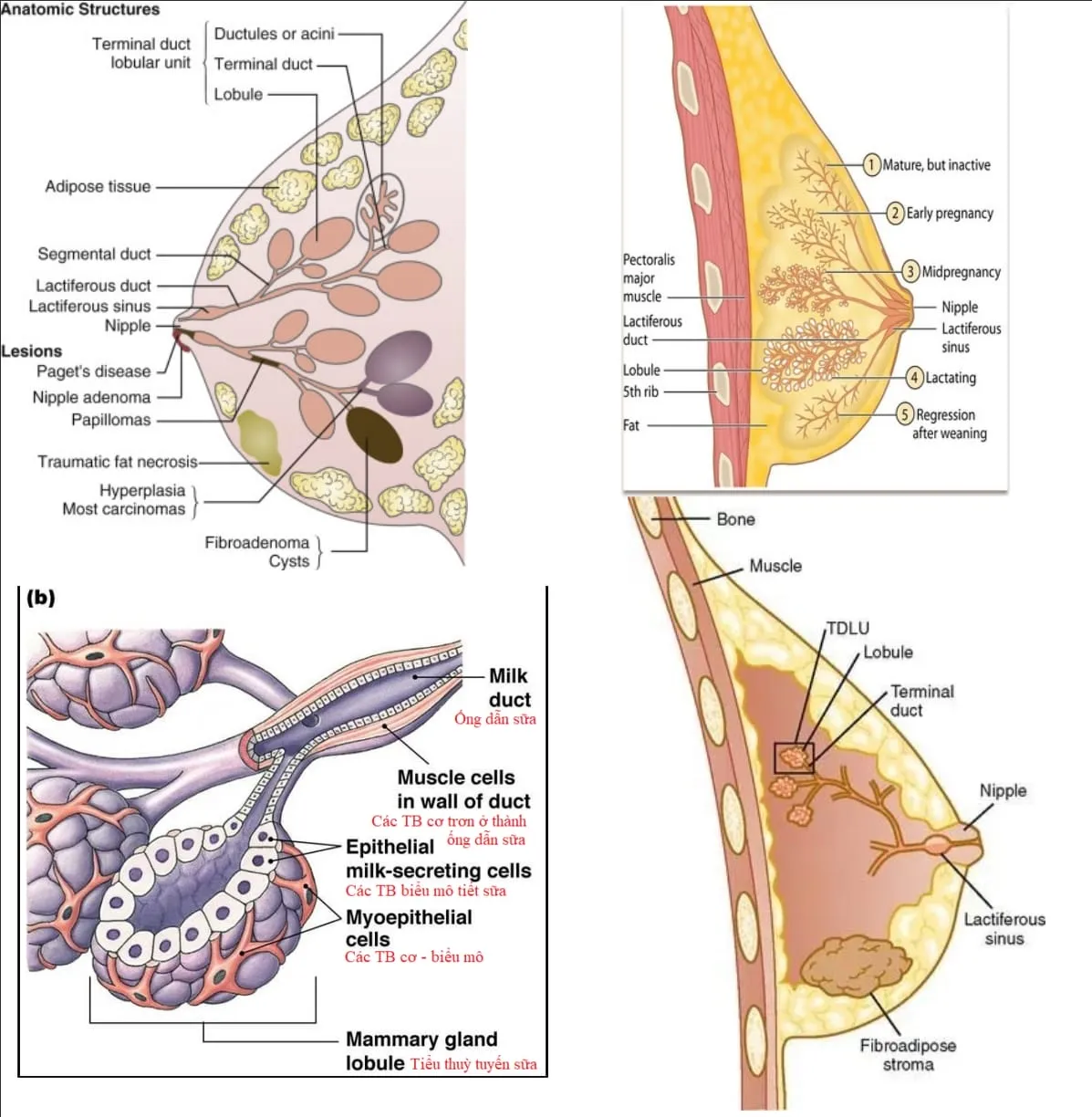 Giải phẫu tuyến vú