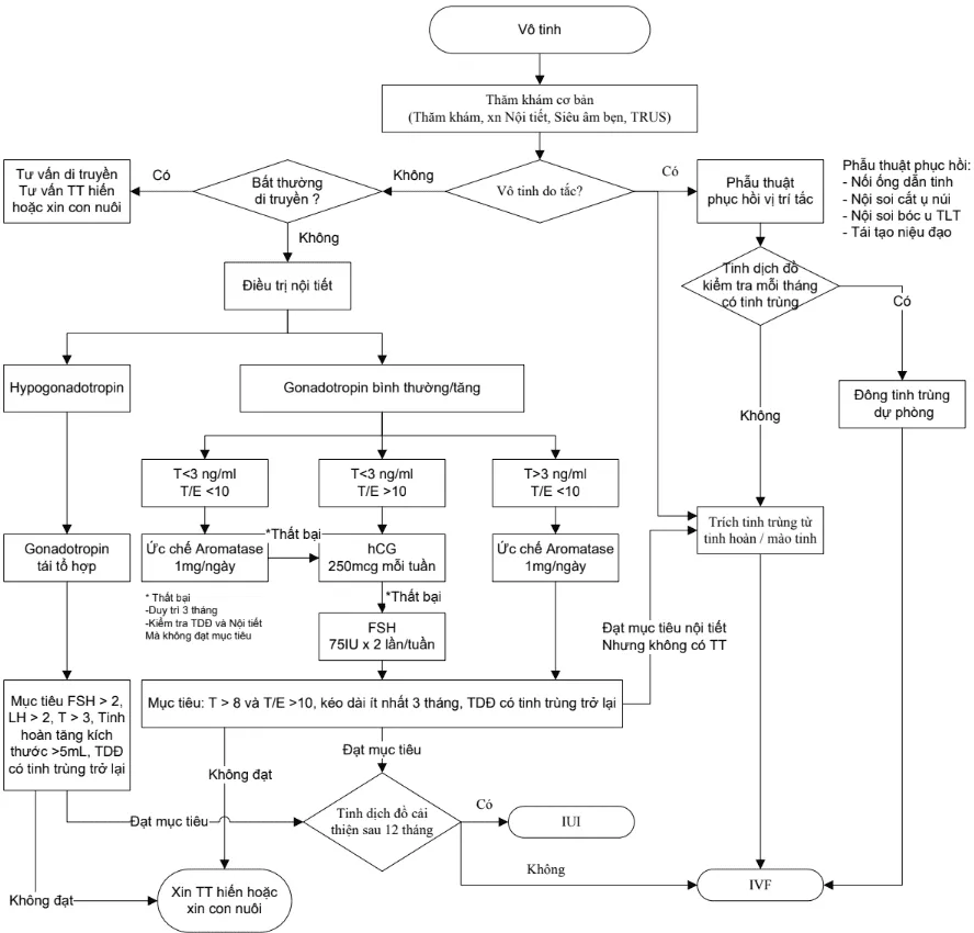 Lưu đồ xử trí vô tinh