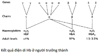 Kết quả điện di Hb ở người trưởng thành