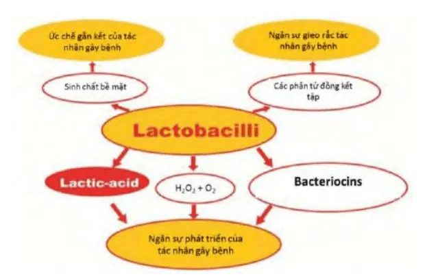 Lactobacillus sp sản xuất lactic acid và H₂O₂, ức chế vi sinh vật có hại