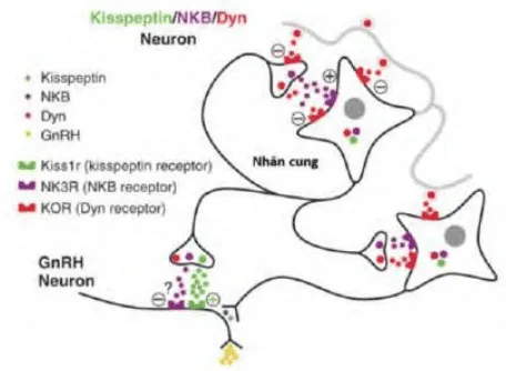 KNDy và GnRH neuron