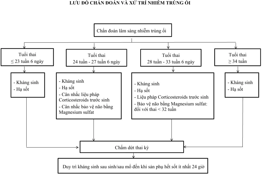 Lưu đồ xử trí nhiễm trùng ối - Bệnh viện Từ Dũ