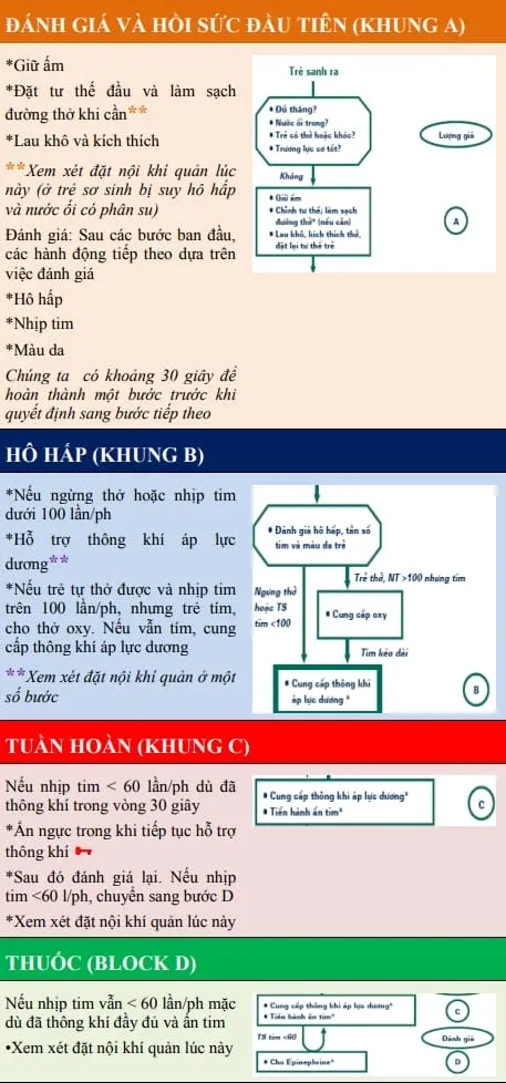 Lưu đồ hồi sức sơ sinh