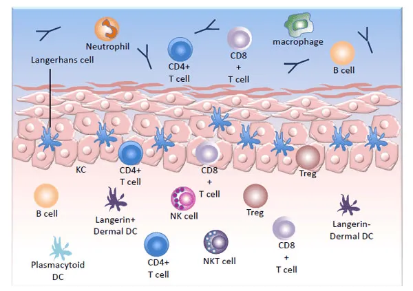 Miễn dịch bẩm sinh và thích nghi qua trung gian tế bào bảo vệ chống HPV