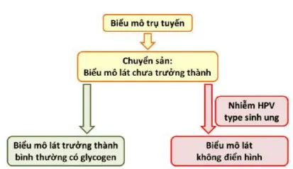 Quá trình chuyển sản và sự lành của lộ tuyến cổ tử cung và nguy cơ bị tấn công bởi HPV