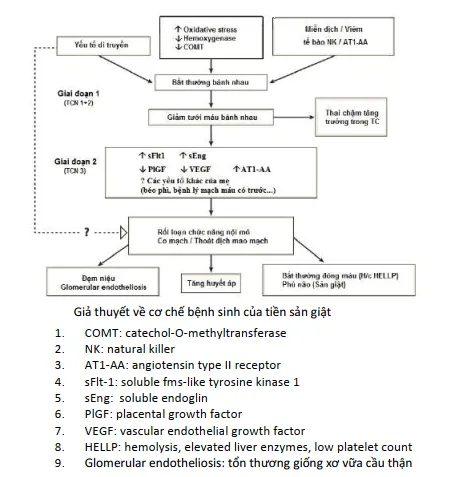 Sơ đồ cơ chế tăng huyết áp thai kỳ
