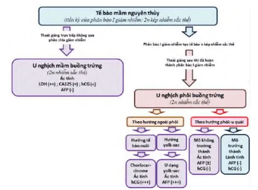 Sơ đồ cổ điển và giản lược về các khối u tế bào mầm