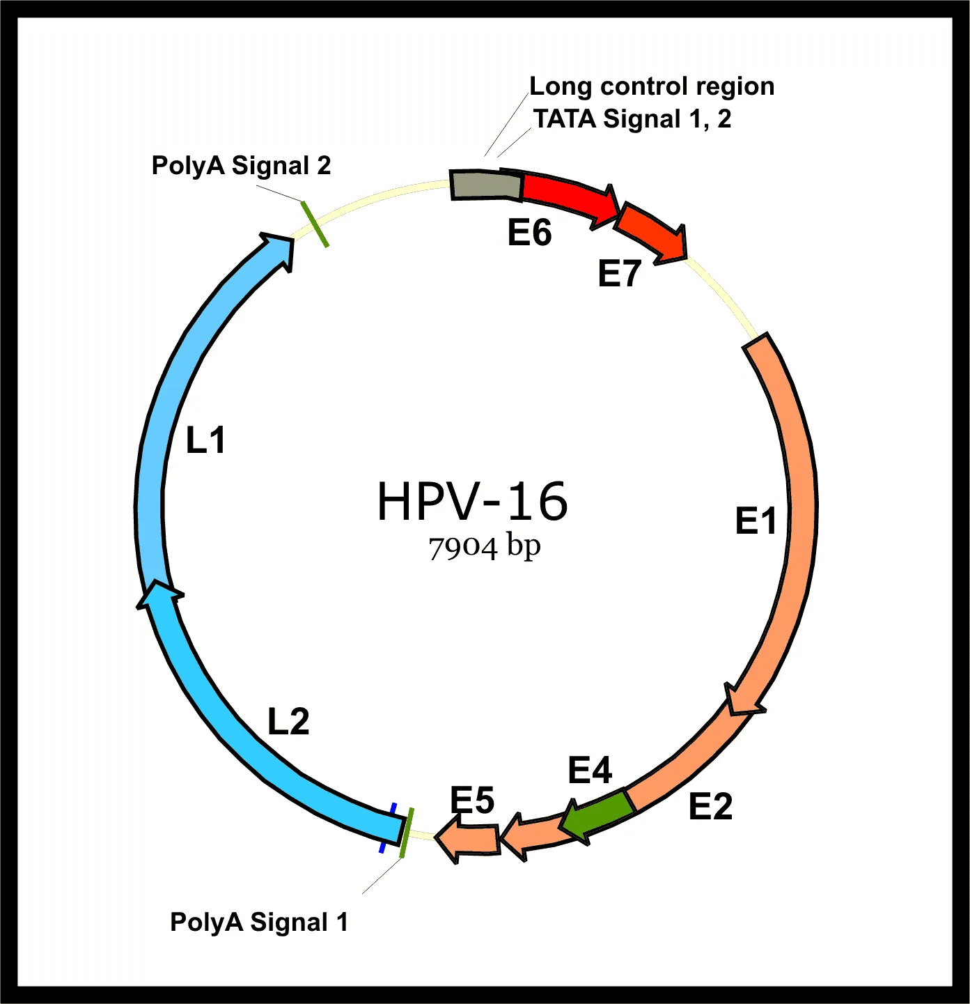 DNA HPV16 7904 bp