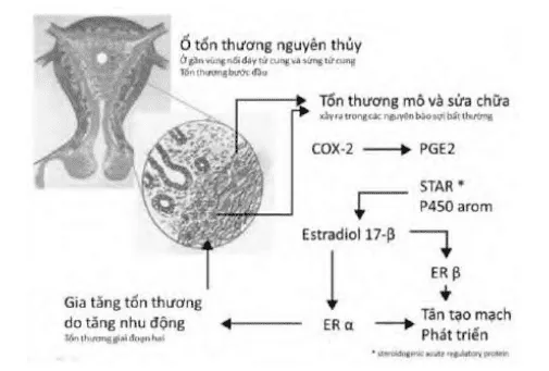 Sơ đồ mô hình TIAR