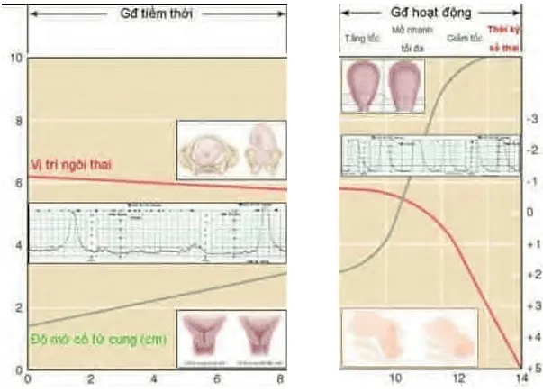 So sánh pha tiềm thời và pha hoạt động