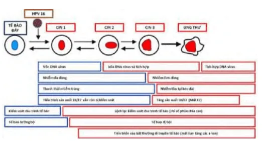 Sự khác biệt về sinh học tế bào giữa CIN 1, CIN 2 và CIN 3