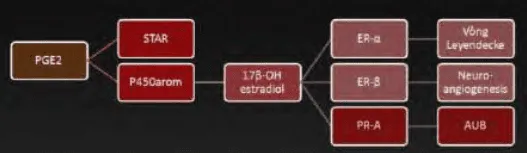 Thay đổi biểu hiện gene của thụ thể steroid (mô hình TIAR)