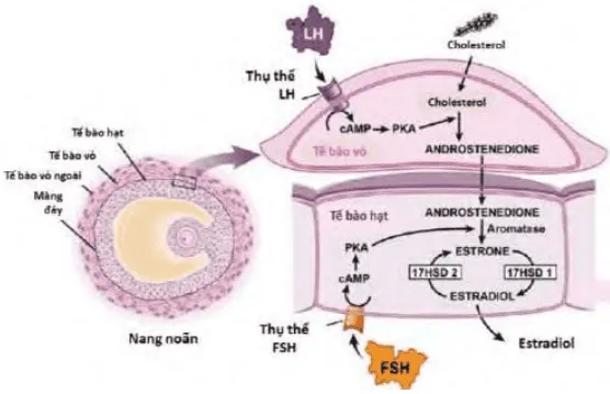 Thuyết 2 tế bào, 2 hormone