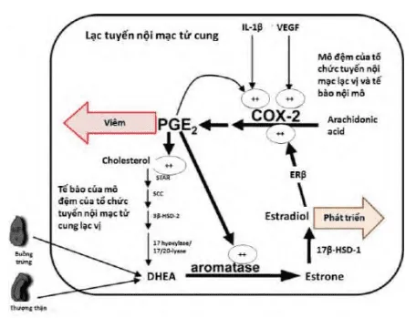 Thuyết cấy ghép, quá trình viêm và cường estrogen