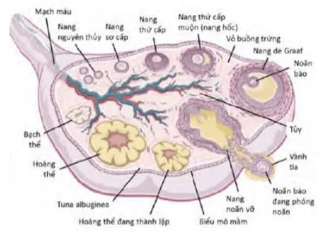 Tiến trình phát triển noãn nang
