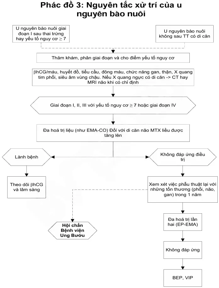 Phác đồ 3 nguyên tắc xử trí của u nguyên bào nuôi - Bệnh viện Từ Dũ