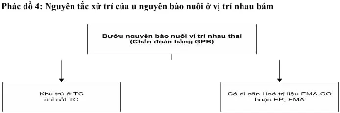Phác đồ 4 nguyên tắc xử trí của u nguyên bào nuôi tại vị trí rau bám - Bệnh viện Từ Dũ