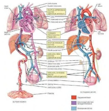 Tuần hoàn bào thai và sơ sinh