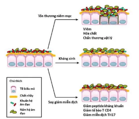 Yếu tố nguy cơ viêm âm đạo do nấm